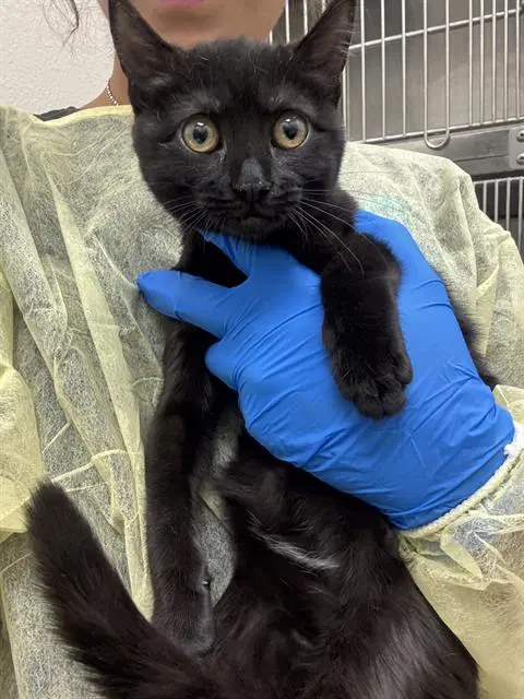 Merlot - Domestic Short Hair