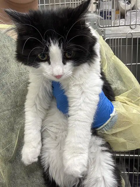 Cabernet - Domestic Short Hair