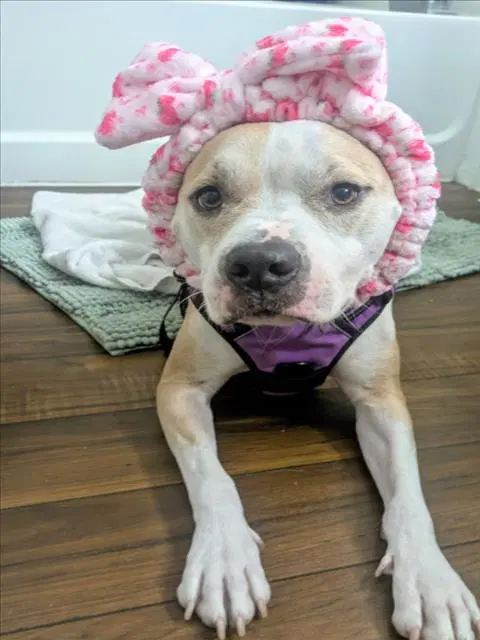 Stormie - Pit Bull Terrier