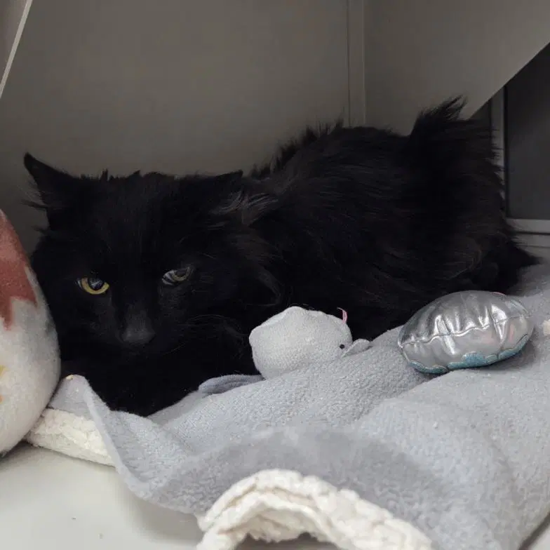 Wonder Boy - Domestic Short Hair