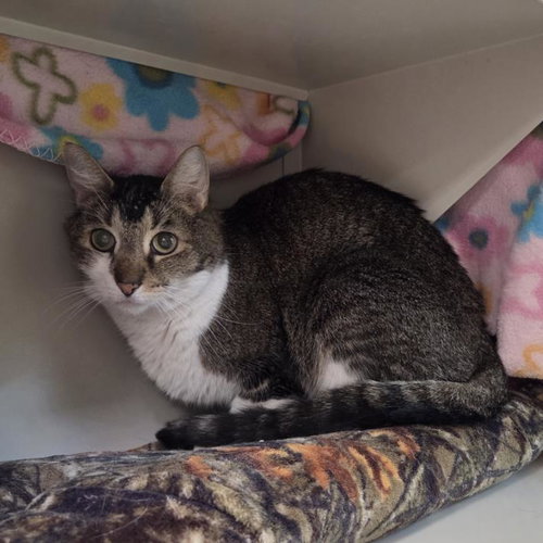 SALTY, a cat for adoption from The Animal Foundation - Las Vegas