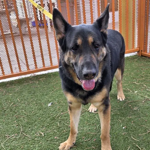 Monsieur - German Shepherd Dog
