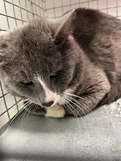 Rajah - Domestic Short Hair