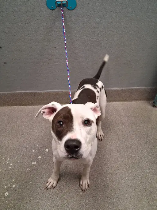 Onyx - Pit Bull Terrier