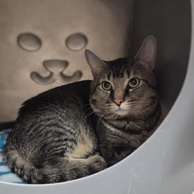 Mateo - Domestic Short Hair