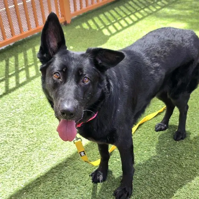 Dalida - German Shepherd Dog