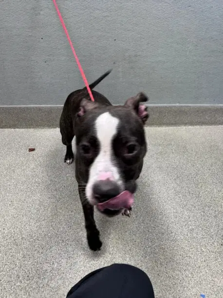 Romeo - Pit Bull Terrier