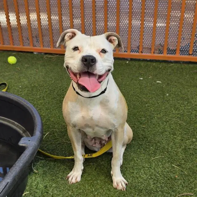 Sage - Pit Bull Terrier