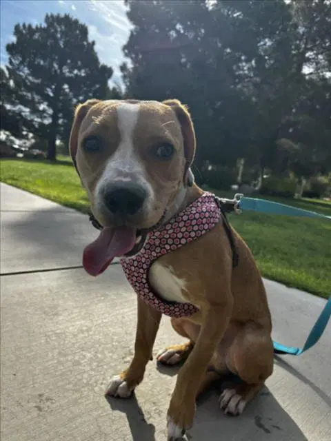 Cowboy - Beagle