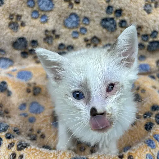 Zamir - Domestic Short Hair