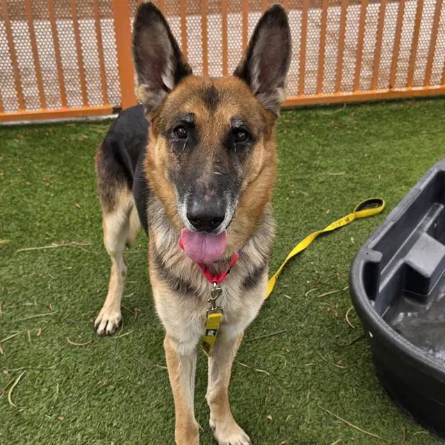 Splinter - German Shepherd Dog