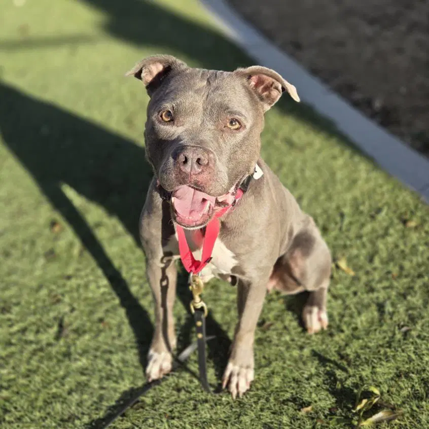 Elsa - Pit Bull Terrier