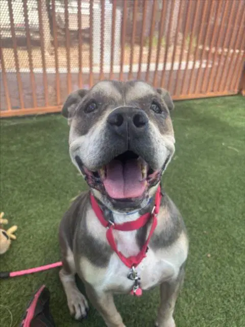 Walter - American Bulldog