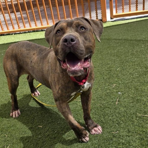 MARCOS