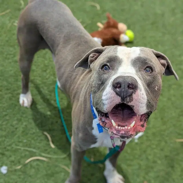 Bart - American Pit Bull Terrier