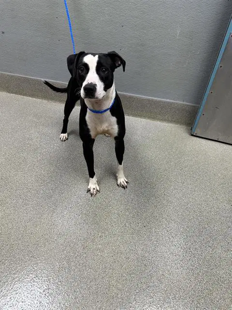 Lava Lamp - Pit Bull Terrier