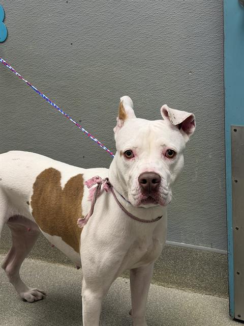 COOKIE, an adoptable rescue dog