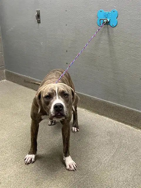 Zeus - Pit Bull Terrier
