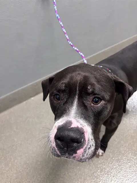 Kane - Pit Bull Terrier