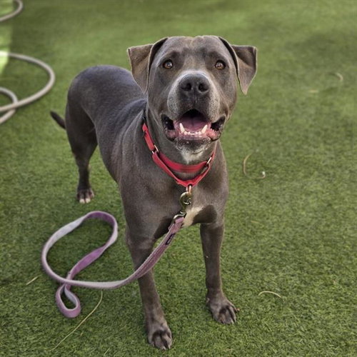 PRINCE, a dog for adoption from The Animal Foundation - Las Vegas