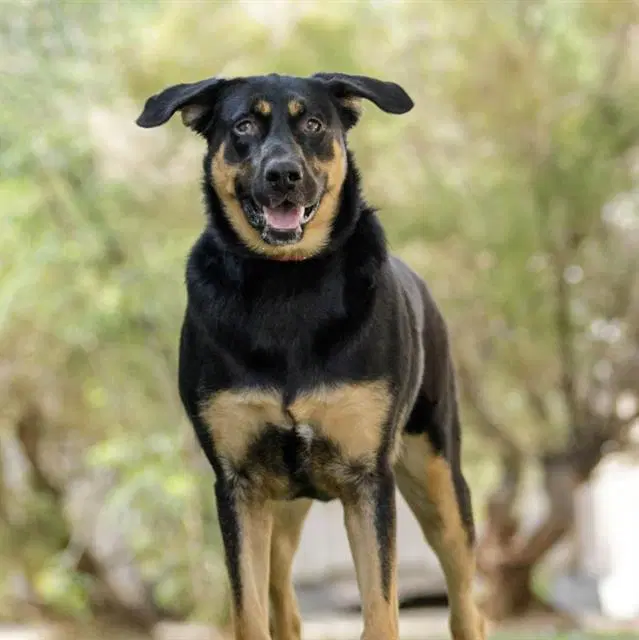 Miranda - Rottweiler