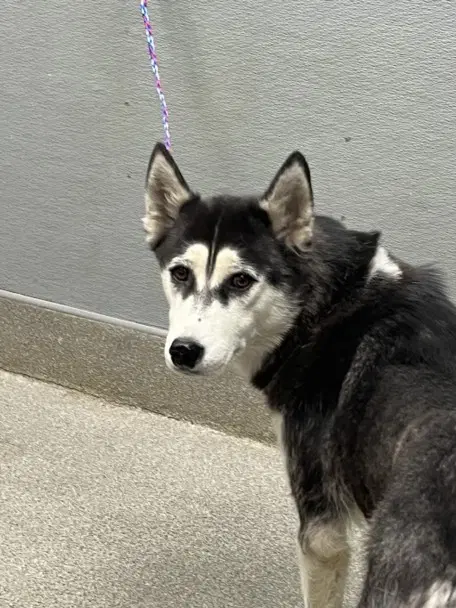Rooroo - Siberian Husky