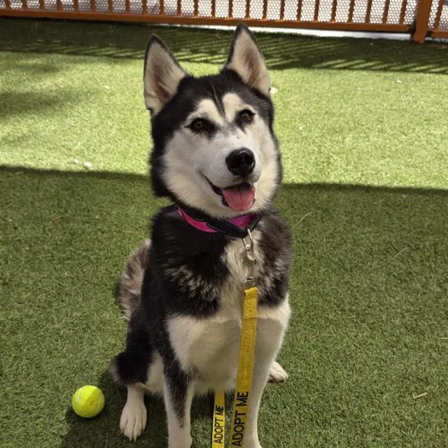 Rooroo - Siberian Husky