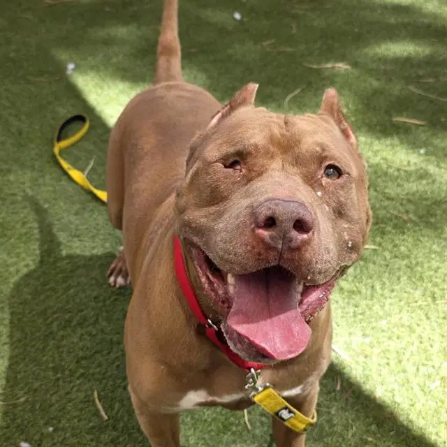 Red King - Pit Bull Terrier
