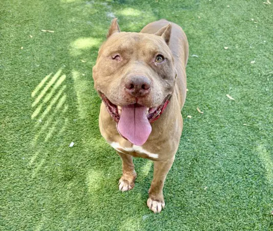 Red King - Pit Bull Terrier