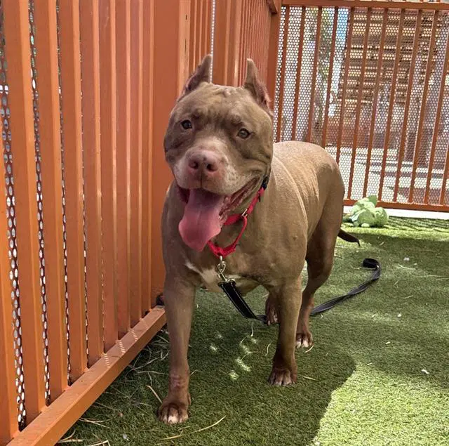 Red Queen - Pit Bull Terrier