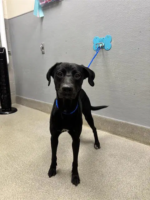 Raven - Labrador Retriever