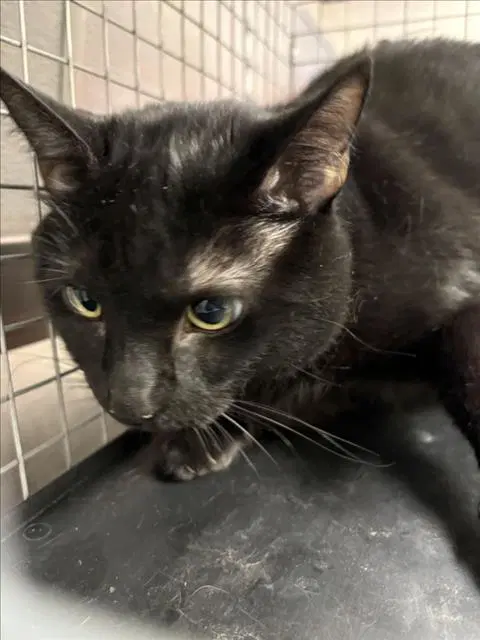 Simon - Domestic Short Hair
