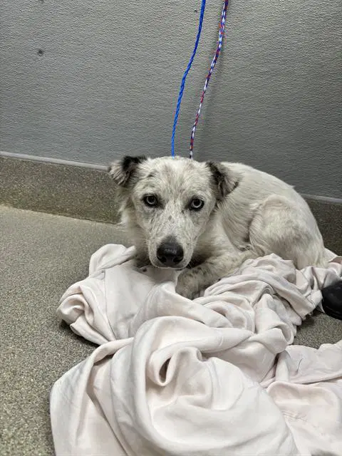 Baby - Australian Cattle Dog/Blue Heeler