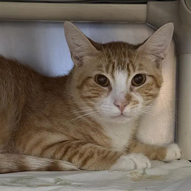 Rolland - Domestic Short Hair
