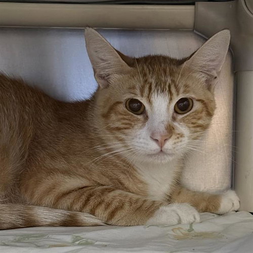 picture of the cat needing adoption