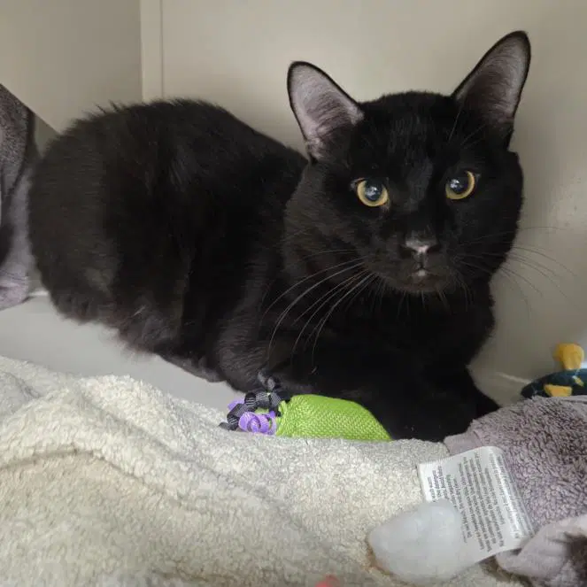 Tiberius - Domestic Short Hair
