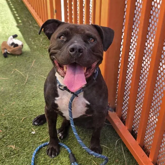 Dusty Rose - Pit Bull Terrier