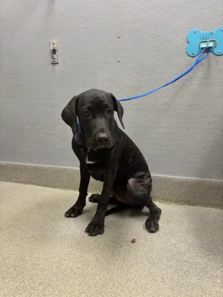 Matilda - Great Dane