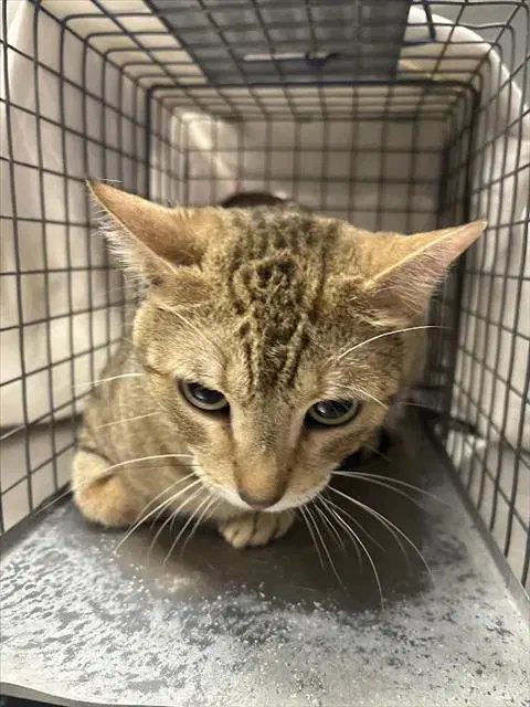 Gabby - Domestic Short Hair