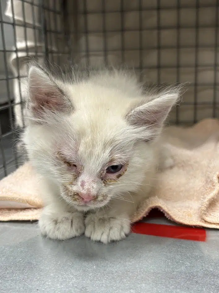Opal - Domestic Medium Hair