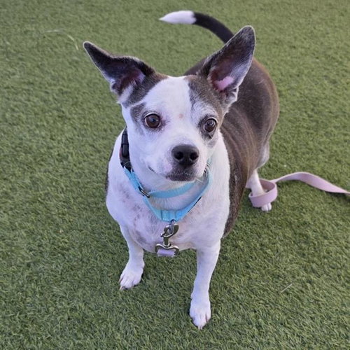 Connor, Chihuahua / Mixed (medium coat)