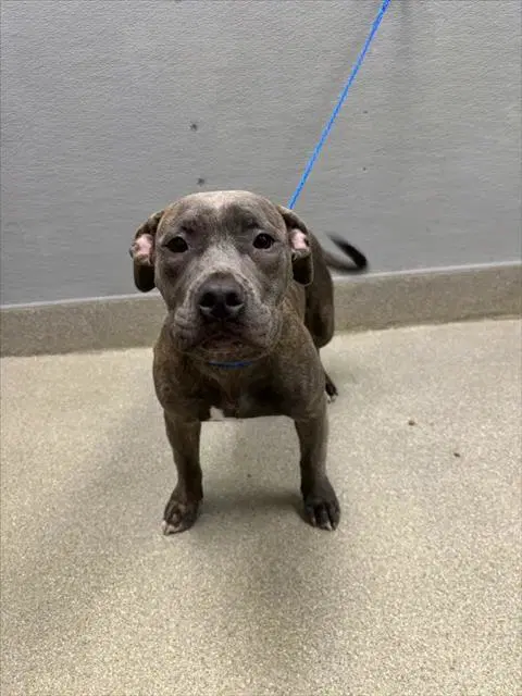 Hershey - Pit Bull Terrier
