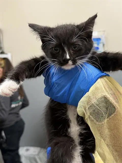 Lucy - Domestic Short Hair