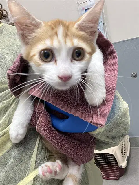 Apple Pie - Domestic Short Hair