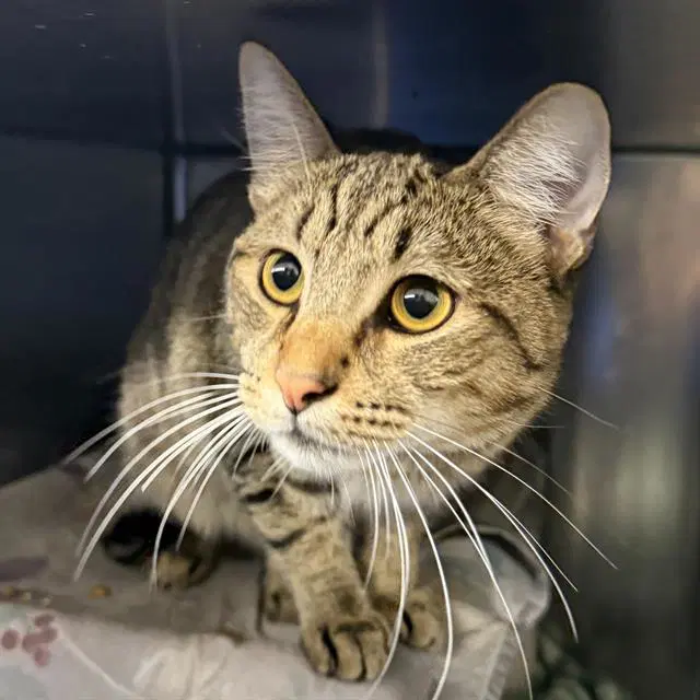 Koso - Domestic Short Hair
