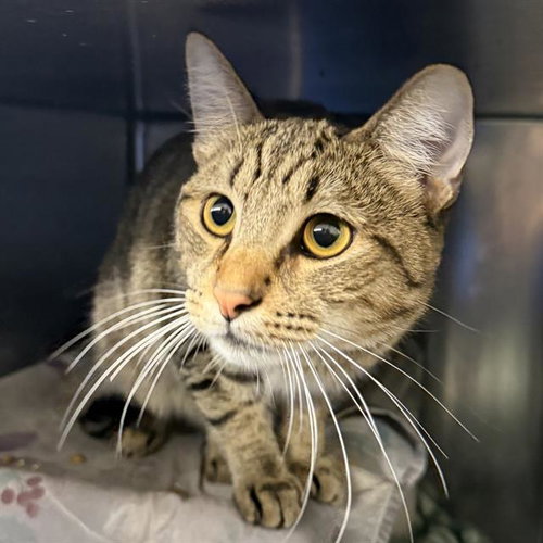 picture of the cat needing adoption