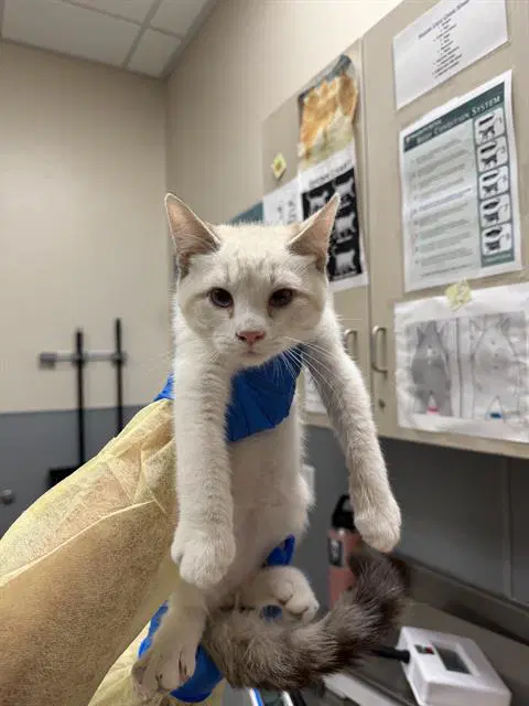 Louie - Domestic Short Hair