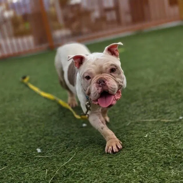 Tank - English Bulldog