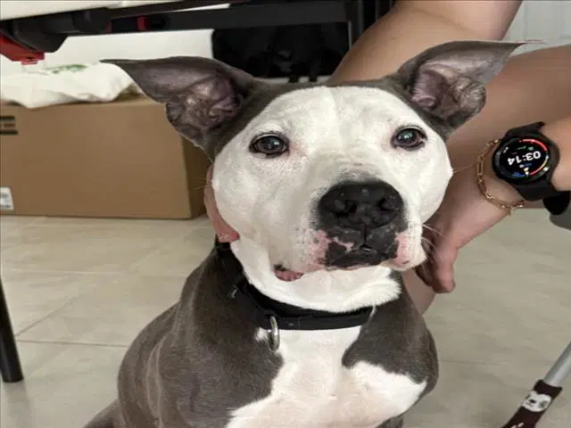 Bella - American Pit Bull Terrier