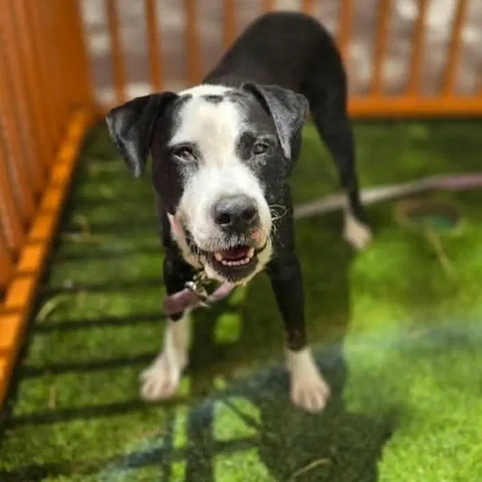 Porkchop - Pit Bull Terrier